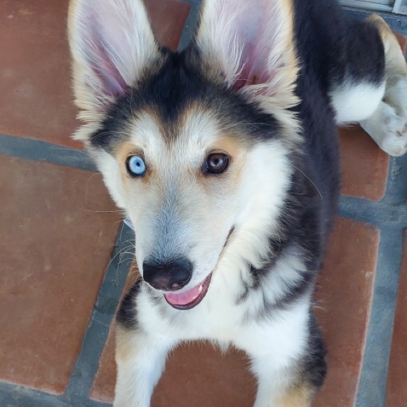 Meet your Posher, Leila - Picture 1 of 1